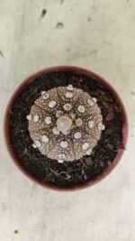 MATRIZ ASTROPHYTUM ASTÉRIAS "Purple" Nº 1080 – vaso 11 - Imagem 10