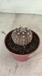 MATRIZ ASTROPHYTUM ASTÉRIAS "Purple" Nº 1080 – vaso 11 - Imagem 6