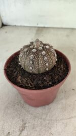 MATRIZ ASTROPHYTUM ASTÉRIAS "Purple" Nº 1080 – vaso 11 - Imagem 9
