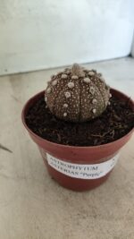 MATRIZ ASTROPHYTUM ASTÉRIAS "Purple" Nº 1080 – vaso 11 - Imagem 8
