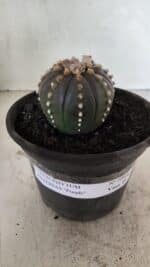 MATRIZ ASTROPHYTUM ASTERIAS “Purple”  Nº 1082 – vaso 15 - Imagem 2