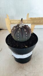 MATRIZ ASTROPHYTUM ASTÉRIAS "Purple" Nº 1082 – vaso 15