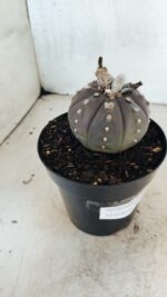 MATRIZ ASTROPHYTUM ASTÉRIAS "Purple" Nº 1082 – vaso 15 - Imagem 7