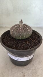 MATRIZ ASTROPHYTUM ASTÉRIAS "Purple" Nº 1083 – vaso 15 - Imagem 2