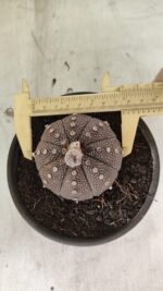 MATRIZ ASTROPHYTUM ASTÉRIAS "Purple" Nº 1083 – vaso 15