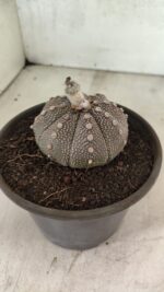 MATRIZ ASTROPHYTUM ASTÉRIAS "Purple" Nº 1083 – vaso 15 - Imagem 8