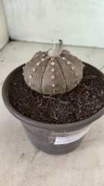 MATRIZ ASTROPHYTUM ASTÉRIAS "Purple" Nº 1083 – vaso 15 - Imagem 7