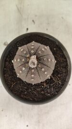 MATRIZ ASTROPHYTUM ASTÉRIAS "Purple" Nº 1083 – vaso 15 - Imagem 3