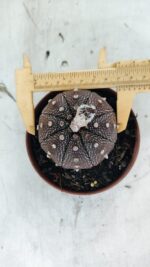 MATRIZ ASTROPHYTUM ASTÉRIAS "Purple" Nº 1090 – vaso 11 - Imagem 5