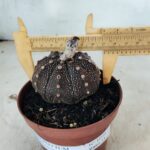 MATRIZ ASTROPHYTUM ASTÉRIAS "Purple" Nº 1090 – vaso 11
