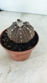 MATRIZ ASTROPHYTUM ASTÉRIAS "Purple" Nº 1090 – vaso 11 - Imagem 8