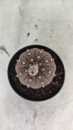 MATRIZ ASTROPHYTUM ASTÉRIAS "Purple" Nº 1091 – vaso 11 - Imagem 3