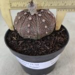 MATRIZ ASTROPHYTUM ASTÉRIAS "Purple" Nº 1091 – vaso 11