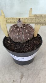 MATRIZ ASTROPHYTUM ASTÉRIAS "Purple" Nº 1091 – vaso 11