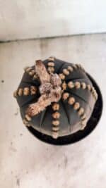 MATRIZ ASTROPHYTUM ASTÉRIAS "Purple" Nº 1109 – vaso 17 - Imagem 5