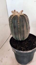 MATRIZ ASTROPHYTUM ASTÉRIAS "Purple" Nº 1109 – vaso 17 - Imagem 9