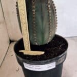 MATRIZ ASTROPHYTUM ASTÉRIAS "Purple" Nº 1109 – vaso 17