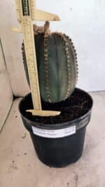 MATRIZ ASTROPHYTUM ASTÉRIAS "Purple" Nº 1109 – vaso 17