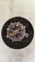 ASTROPHYTUM ASTERIAS “Purple”  Nº 983 – vaso 11 - Imagem 3