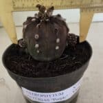ASTROPHYTUM ASTERIAS “Purple”  Nº 983 – vaso 11