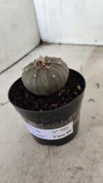 ASTROPHYTUM ASTERIAS “Purple”  Nº 986 – vaso 09 - Imagem 9