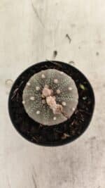 ASTROPHYTUM ASTERIAS “Purple”  Nº 986 – vaso 09 - Imagem 3