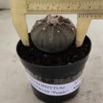 ASTROPHYTUM ASTERIAS “Purple”  Nº 986 – vaso 09