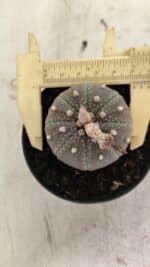 ASTROPHYTUM ASTERIAS “Purple”  Nº 986 – vaso 09 - Imagem 5