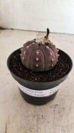 ASTROPHYTUM ASTERIAS “Purple”  Nº 988 – vaso 11 - Imagem 2
