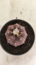 ASTROPHYTUM ASTERIAS “Purple”  Nº 988 – vaso 11 - Imagem 10