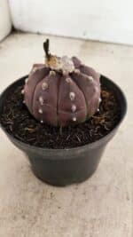 ASTROPHYTUM ASTERIAS “Purple”  Nº 988 – vaso 11 - Imagem 8
