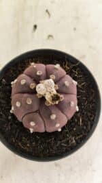 ASTROPHYTUM ASTERIAS “Purple”  Nº 988 – vaso 11