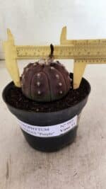 ASTROPHYTUM ASTERIAS “Purple”  Nº 988 – vaso 11 - Imagem 4