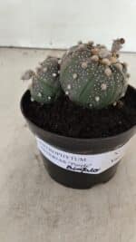 ASTROPHYTUM ASTERIAS BICÉFALO “Purple”  Nº 1030 – vaso 11 - Imagem 2