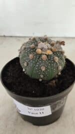 ASTROPHYTUM ASTERIAS BICÉFALO “Purple”  Nº 1030 – vaso 11 - Imagem 10