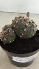 ASTROPHYTUM ASTERIAS BICÉFALO “Purple”  Nº 1030 – vaso 11 - Imagem 8