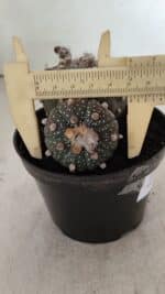 ASTROPHYTUM ASTERIAS BICÉFALO “Purple”  Nº 1030 – vaso 11 - Imagem 7