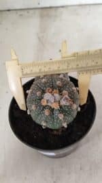 ASTROPHYTUM ASTERIAS BICÉFALO “Purple”  Nº 1030 – vaso 11 - Imagem 6