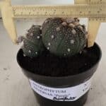 ASTROPHYTUM ASTERIAS BICÉFALO “Purple”  Nº 1030 – vaso 11