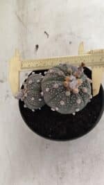 ASTROPHYTUM ASTERIAS BICÉFALO “Purple”  Nº 1030 – vaso 11 - Imagem 5