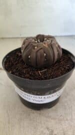Matriz ASTROPHYTUM ASTERIAS “Purple - Kikko”  Nº 1040 – vaso 11 - Imagem 2