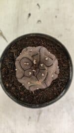 Matriz ASTROPHYTUM ASTERIAS “Purple - Kikko”  Nº 1040 – vaso 11 - Imagem 3