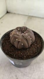 Matriz ASTROPHYTUM ASTERIAS “Purple - Kikko”  Nº 1040 – vaso 11 - Imagem 8