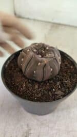 Matriz ASTROPHYTUM ASTERIAS “Purple - Kikko”  Nº 1040 – vaso 11 - Imagem 7