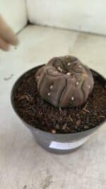 Matriz ASTROPHYTUM ASTERIAS “Purple - Kikko”  Nº 1040 – vaso 11 - Imagem 6
