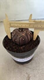 Matriz ASTROPHYTUM ASTERIAS “Purple - Kikko”  Nº 1040 – vaso 11 - Imagem 5