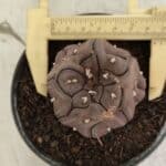 Matriz ASTROPHYTUM ASTERIAS “Purple - Kikko”  Nº 1040 – vaso 11