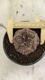 Matriz ASTROPHYTUM ASTERIAS “Purple - Kikko”  Nº 1040 – vaso 11