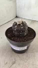 Matriz ASTROPHYTUM ASTERIAS “Purple - Kikko”  Nº 1041 – vaso 11 - Imagem 2