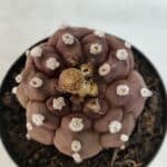 ASTROPHYTUM ASTERIAS “Purple - Kikko”  Nº 1041 – vaso 09